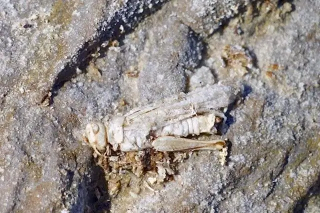 Как долго ваше тело остается в тепле после смерти?