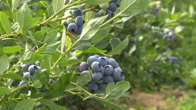 Насколько высокорослая черника высокорослая?