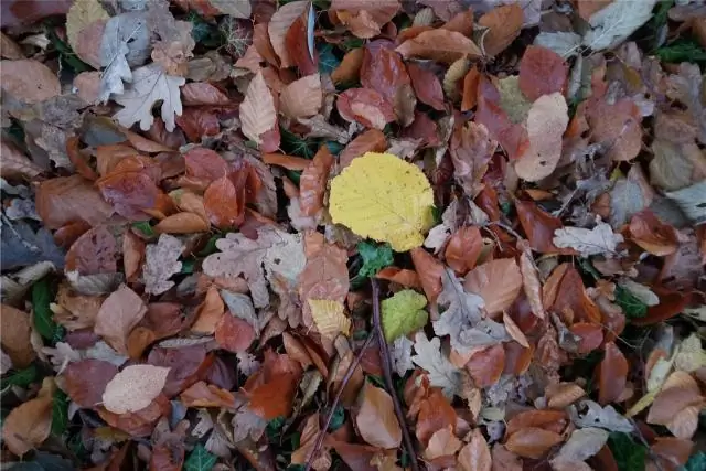 Насколько широка беседка?