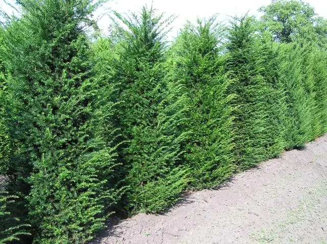 Как выглядят тисы?