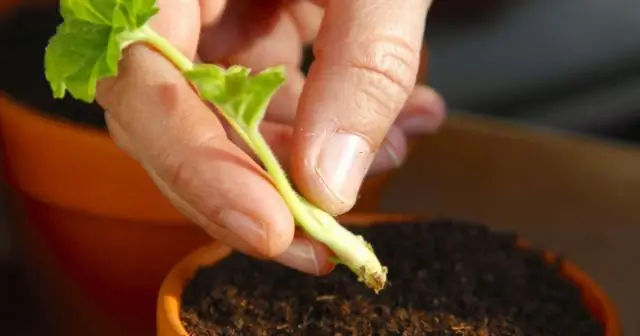 Насколько большим был Западный Берлин?