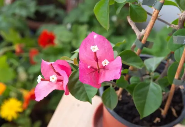 Откуда произрастает бугенвиллея?