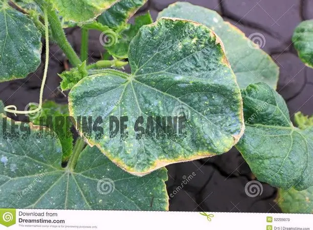 От чего кончики паука становятся коричневыми?