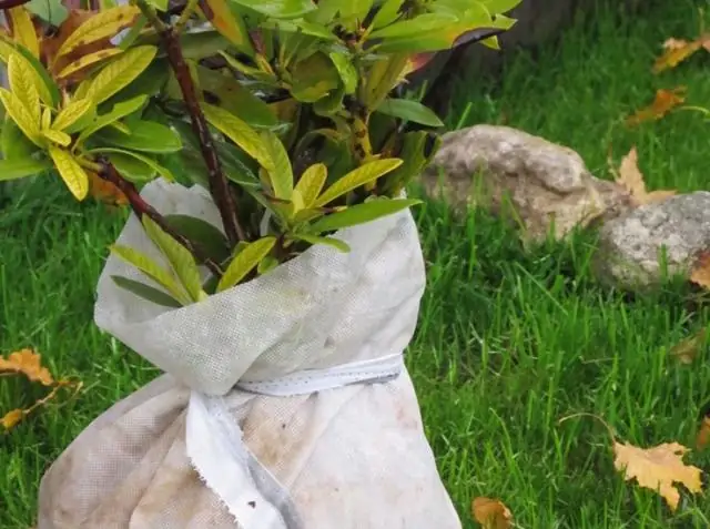 Как защитить кусты черники от мороза?