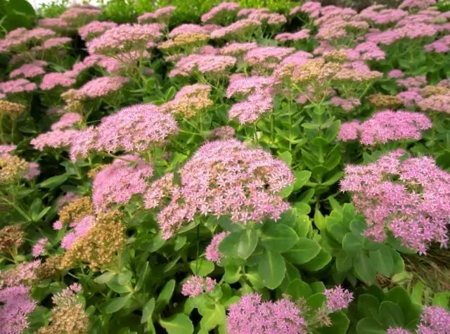 Липе нужно полное солнце?