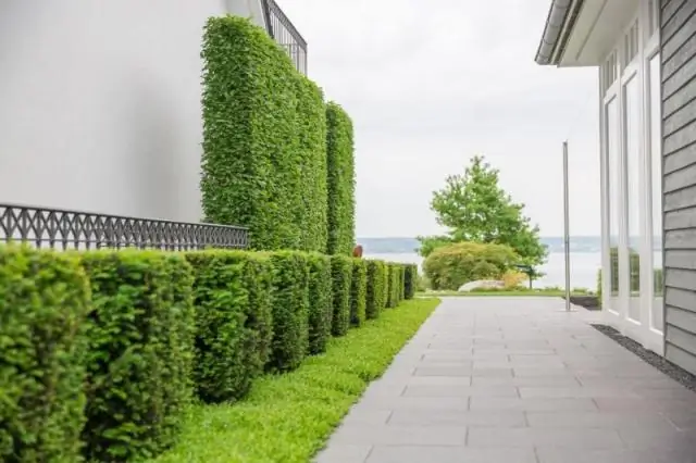 Для чего используют тис тихоокеанский?