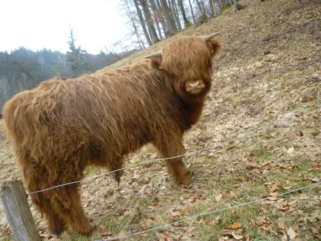 Как стать похоронным бюро в Теннесси?