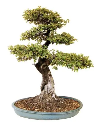 Это игра для детского душа по доступной цене?