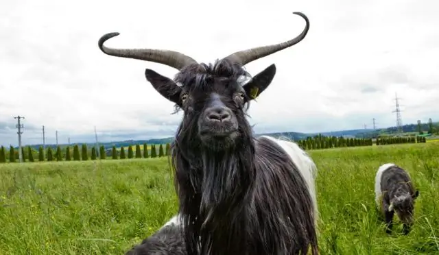 Какие типичные свадебные цветы?