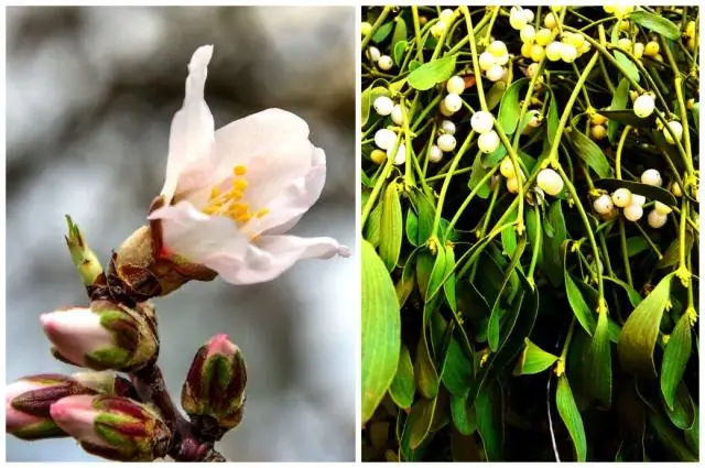 Как попасть в божественность священного камня?