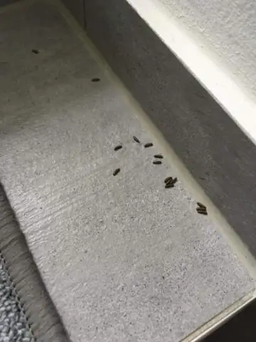 Как выглядит растение гладиолус?