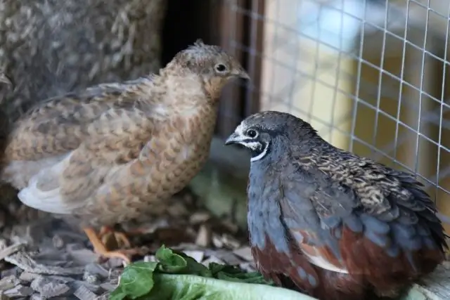 Что такое китайский цветок?