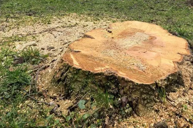 Когда можно пересаживать мальтийские кресты?