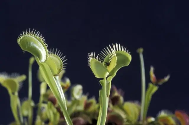 Едят ли мухоловки Венеры мух?