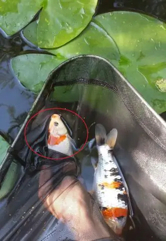 Как стать моргом?