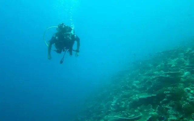 Как отличить бостонский папоротник?