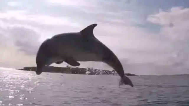 Что делает спинной плавник у дельфина?