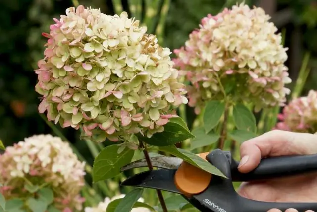 Как сохранить цветение бархатцев?