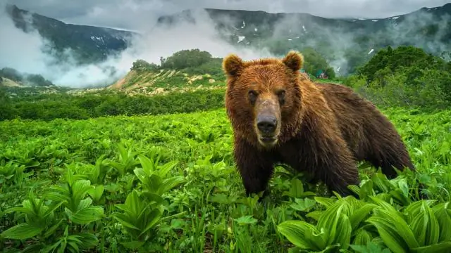 Сколько коренных жителей живет в Теннесси?