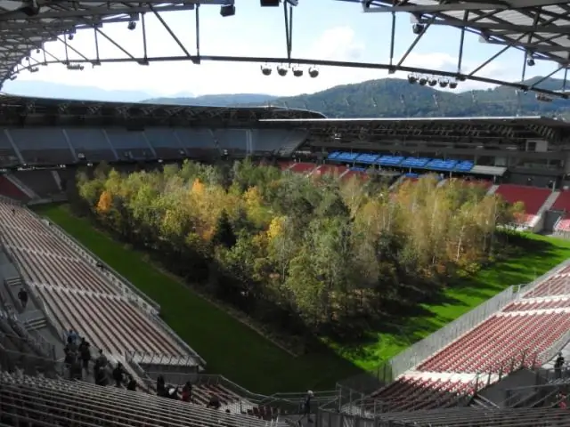 Можно ли укоренить папоротник оленьего рога?