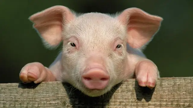 Как называется логотип Raiders?