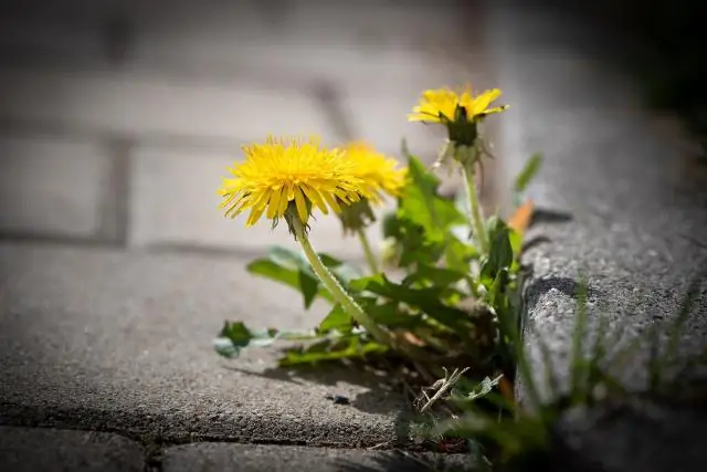 Сколько рабочих мест в SAP Center?