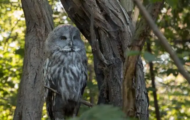 Чем занимаются амурские леопарды?