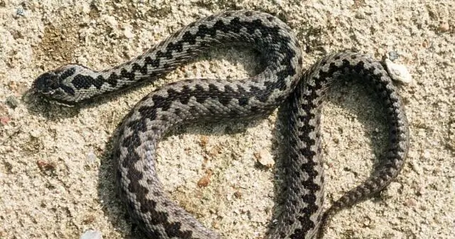 Где в продуктовом магазине лимская фасоль?