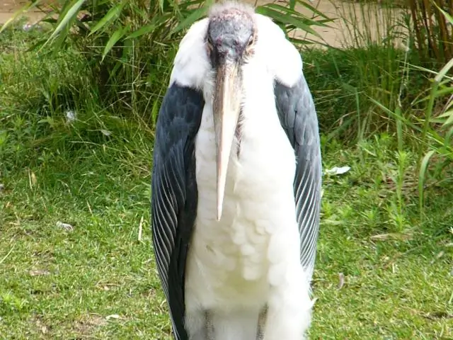 Как добраться до вулкана Хибачи?