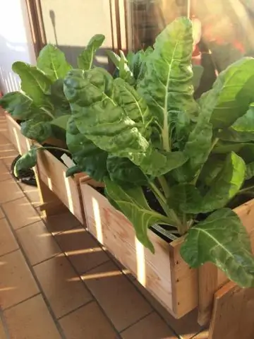 Можно ли вырастить чертополох?