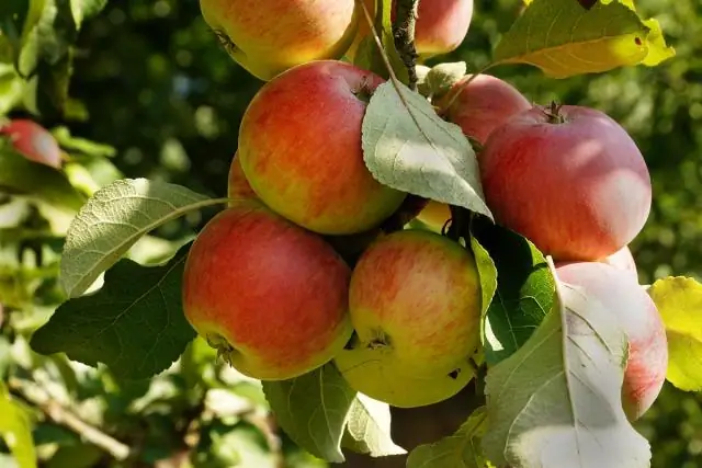 Рентабельна ли аквапоника с коммерческой точки зрения?