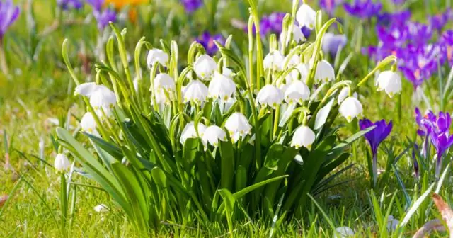 Тюльпаны - хорошие свадебные цветы?