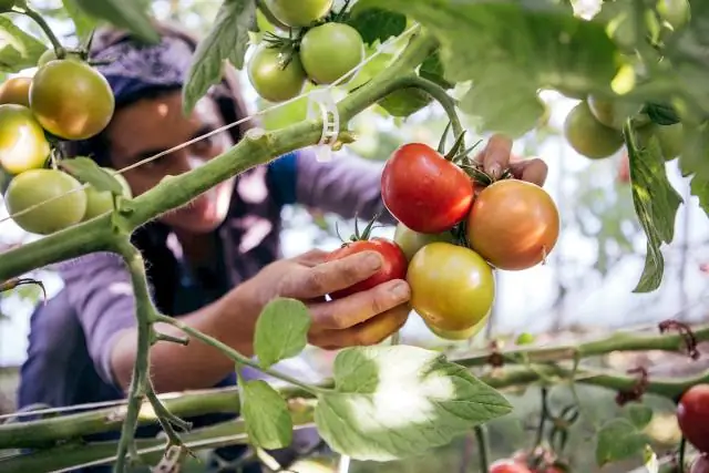 Есть ли пурпурная роза?