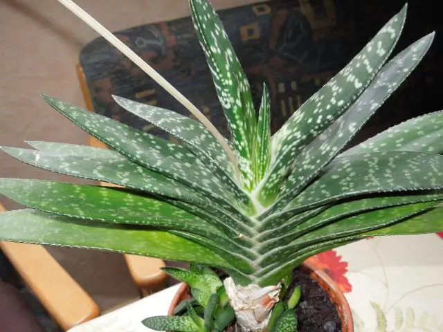 Что такое крона у растения?