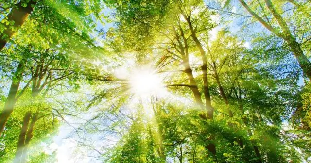 Что означает Луизено?