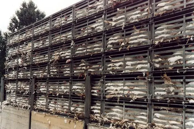 Что символизирует красный цвет в Китае?