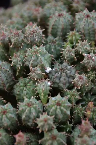 Ядовиты ли плоды кизила для собак?