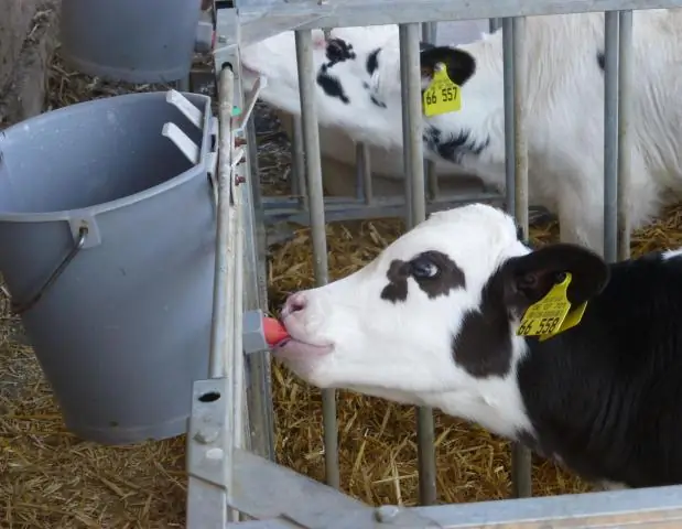 Что ест верблюд?