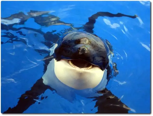 Шаму все еще жив в SeaWorld?