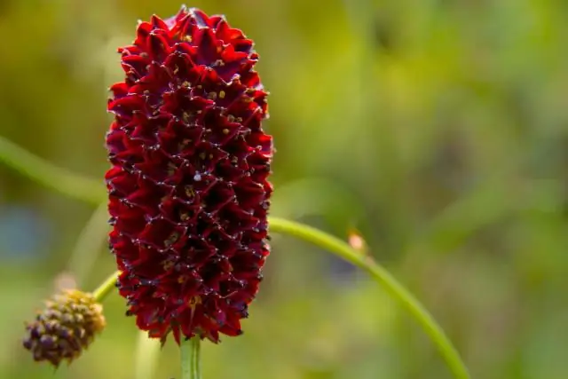 Что за дерево тис?