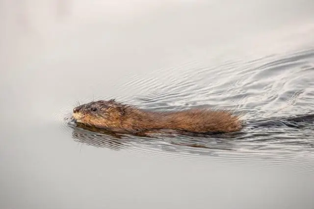 Как крылатка стала инвазивным видом?