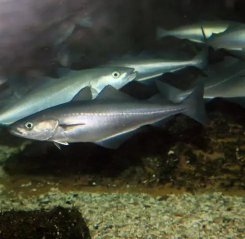 Чем заняться в Brandywine PA?