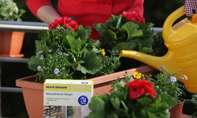 Как вы планируете празднование дня рождения годовщины?