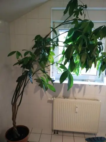 Можете ли вы привить фиговые деревья?