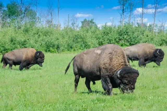 Какой самый большой торговый центр в Буффало, штат Нью-Йорк?