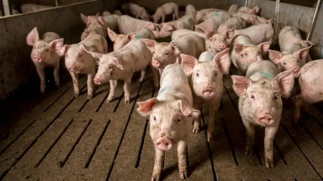 Чем известна ярмарка штата Айова?