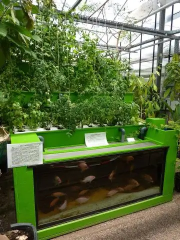 Что такое аквапоника и гидропоника?