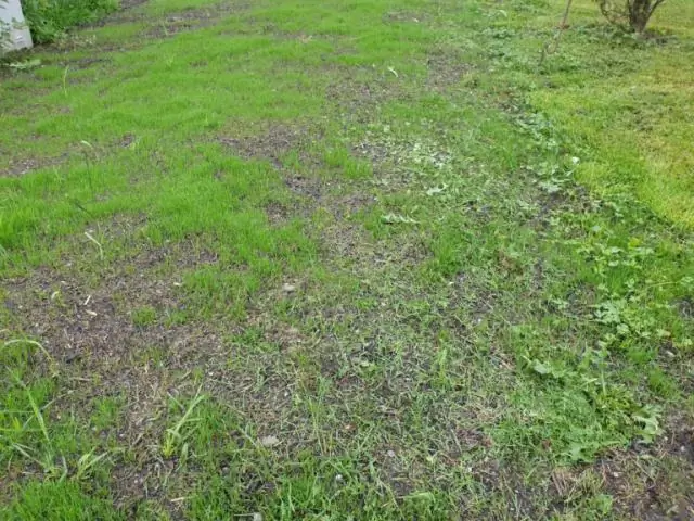 Сколько времени нужно гладиолусам, чтобы вырасти из семян?