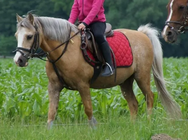 Ставите запятую после места?