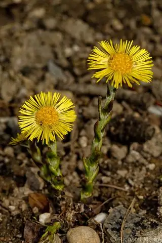 Что такое синоним скорби?